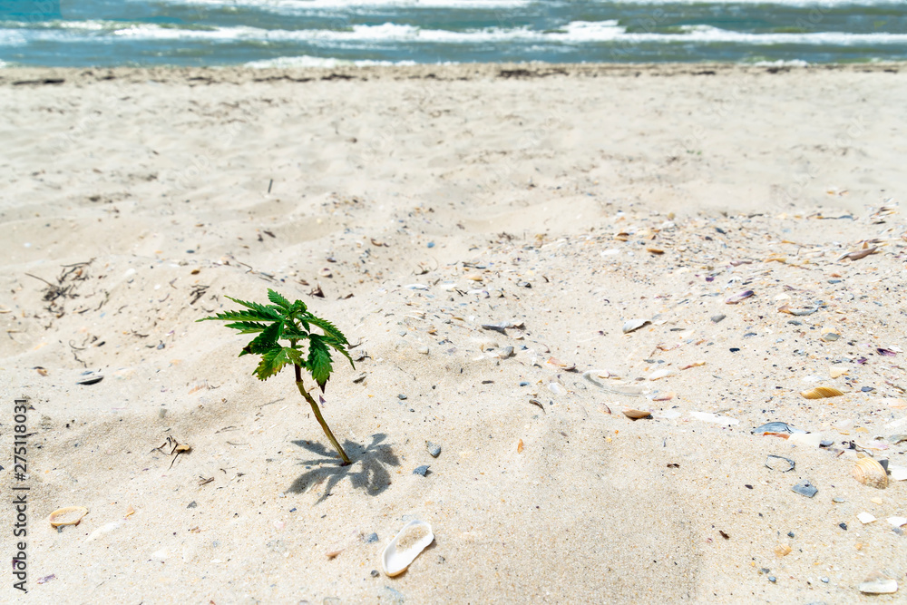 Marijuana Plant Cannabis grows in Tropical Beach Background Stock Photo