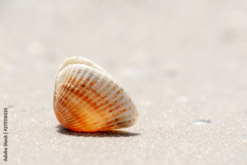 Summer concept with Shell on sandy beach. Natural background Summer concept with Shell on sandy beach. Natural background