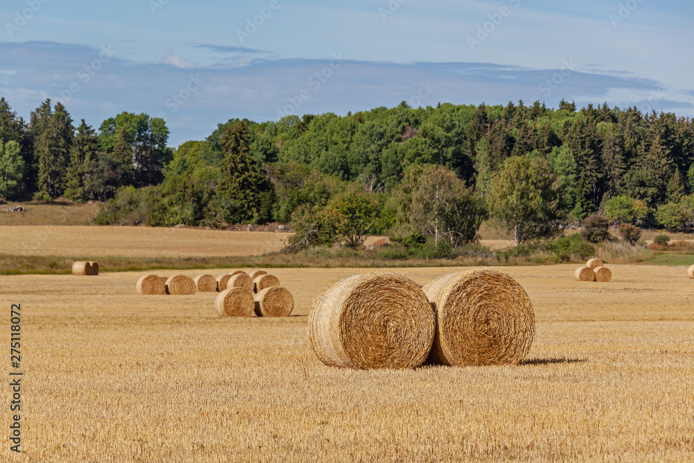 Rural landscape with hay bales on the mown field with picturesque forest on the background, Sweden
