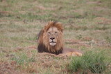 Large male lion rest in the green grass