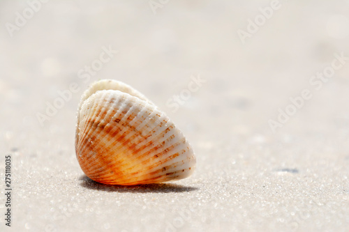 Summer concept with Shell on sandy beach. Natural background