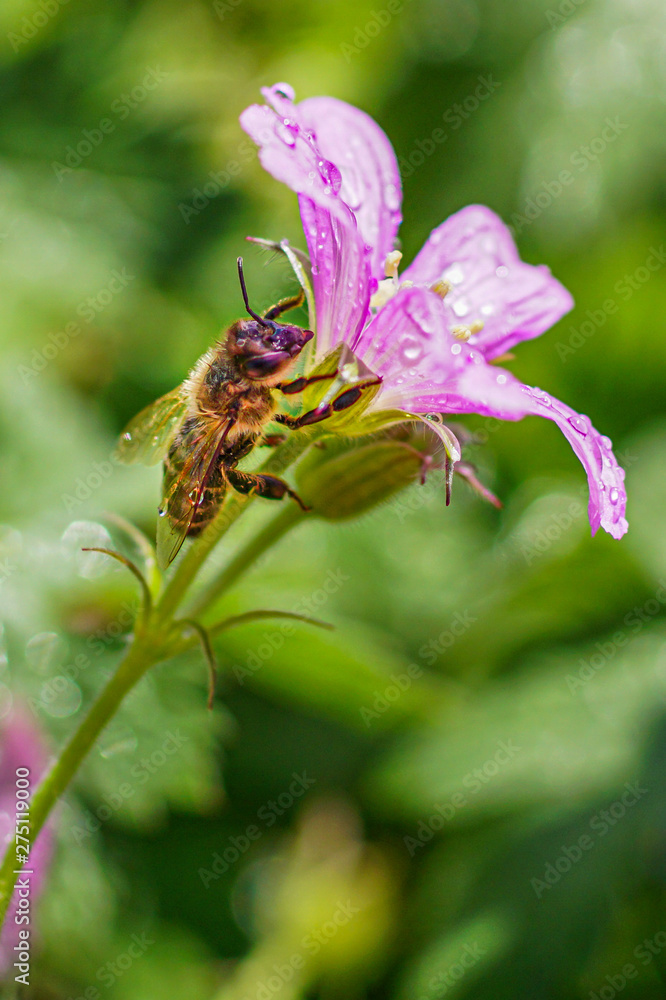 Wild mallow and bee after rain. Wild mallow and bee after rain.