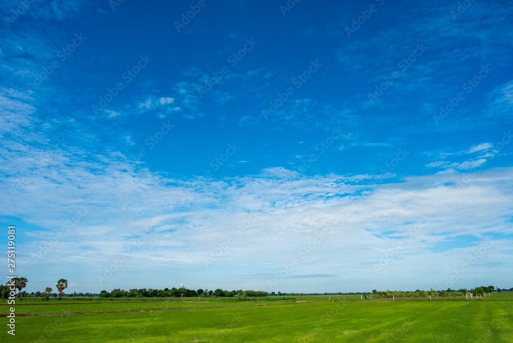 Fototapeta premium Blue sky background with green fields and white clouds.