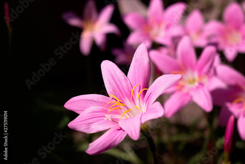 beautiful pink flowers with white colour centre