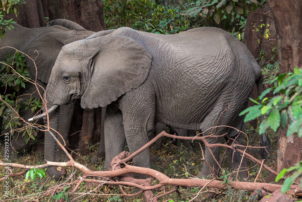 Fototapeta premium Elephant