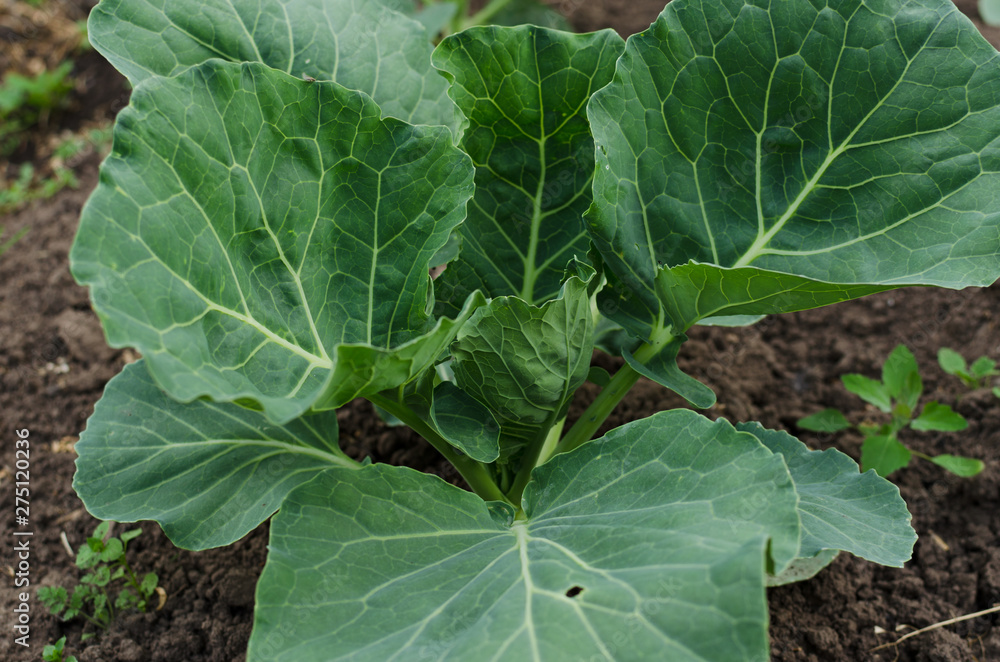 Young cabbage in the garden Young cabbage in the garden
