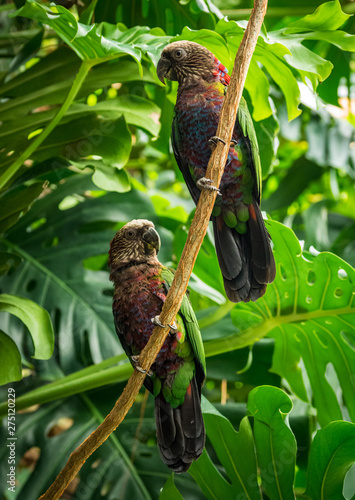 Two Hawk Headed Parrots on Vine in Jungle