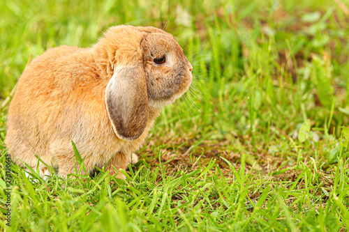 Little lop-eared rabbit sits on the lawn. Dwarf rabbit breed ram at sunset sun. Summer warm day.