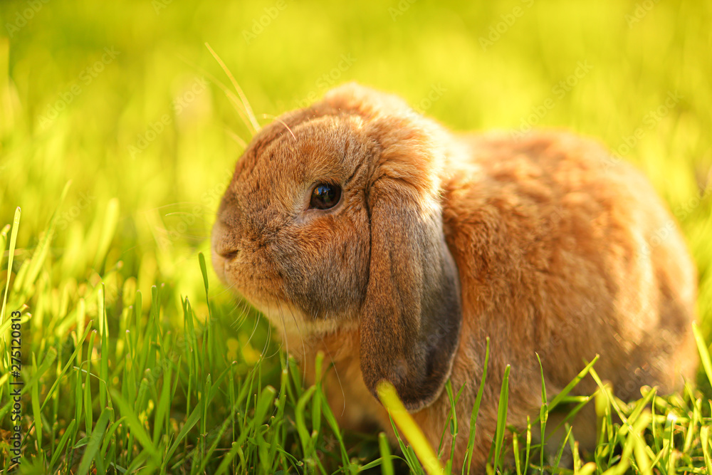 Little lop-eared rabbit sits on the lawn. Dwarf rabbit breed ram at sunset sun. Summer warm day. Little lop-eared rabbit sits on the lawn. Dwarf rabbit breed ram at sunset sun. Summer warm day.