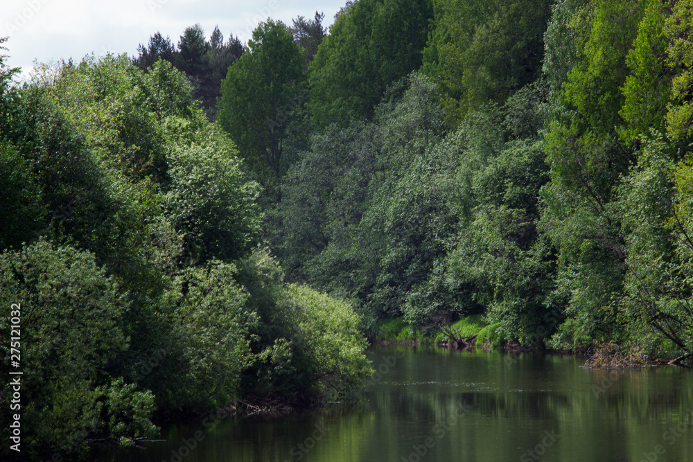 forest small river landscape in summer