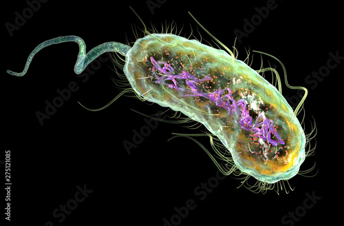 Escherichia coli bacteria (E. coli). Medically accurate 3D illustration, labeled. photo