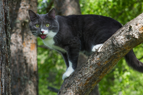 portrait of a gray cat on a tree in the grass