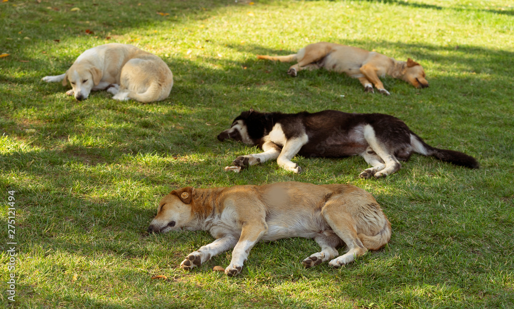 Sleeping homeless dogs on the grass. The problem of homeless animals. Sleeping homeless dogs on the grass. The problem of homeless animals.
