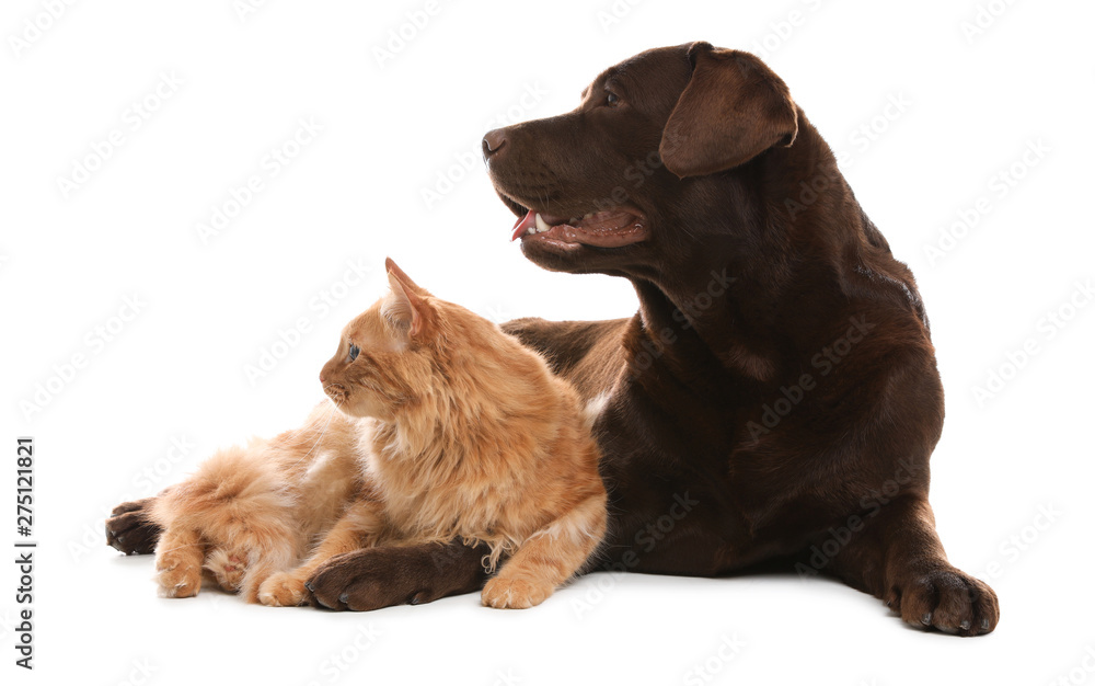 Cat and dog together isolated on white. Fluffy friends - obrazy, fototapety, plakaty 