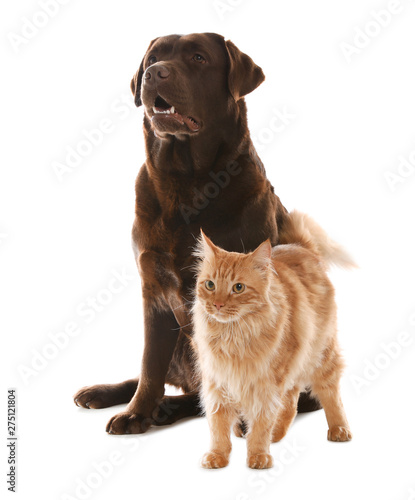 Cat and dog together isolated on white. Fluffy friends