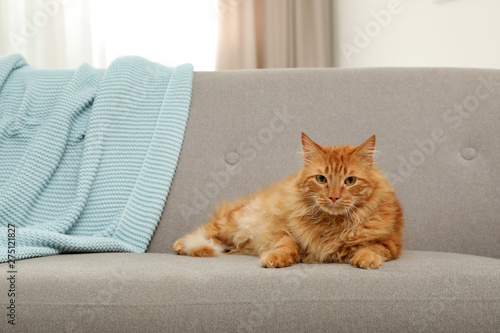 Cute friendly cat looking at camera on sofa indoors