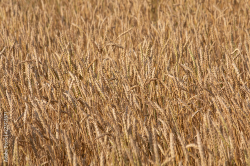 Wheat field  close up image