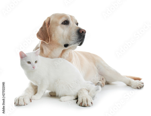 Fototapeta Naklejka Na Ścianę i Meble -  Adorable dog and cat together on white background. Friends forever