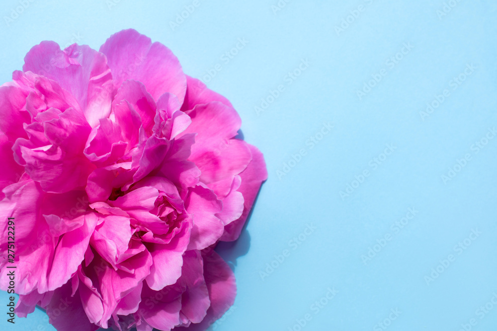 Beautiful pink peony flower on blue background. Copy space for your text. Flat lay, top view. Beautiful pink peony flower on blue background. Copy space for your text. Flat lay, top view.