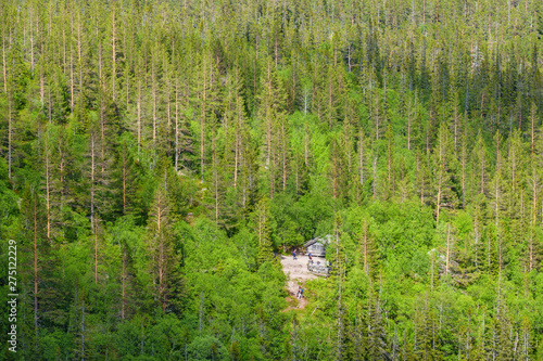 Coniferous woodland landscape with a mountain cabin