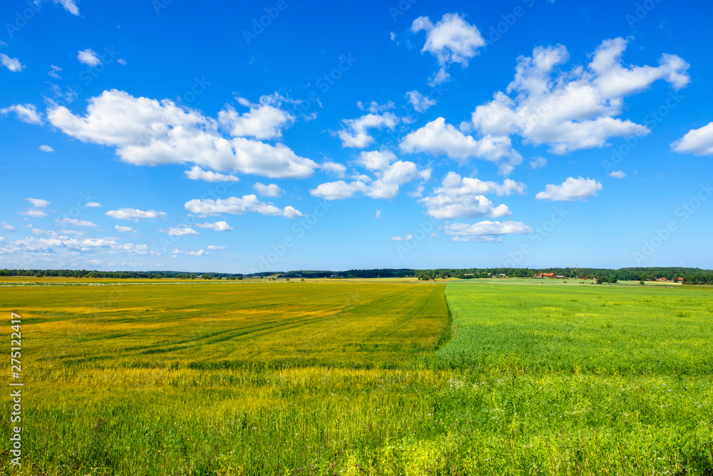 Fototapeta premium Corn field in the country a beautiful summer day