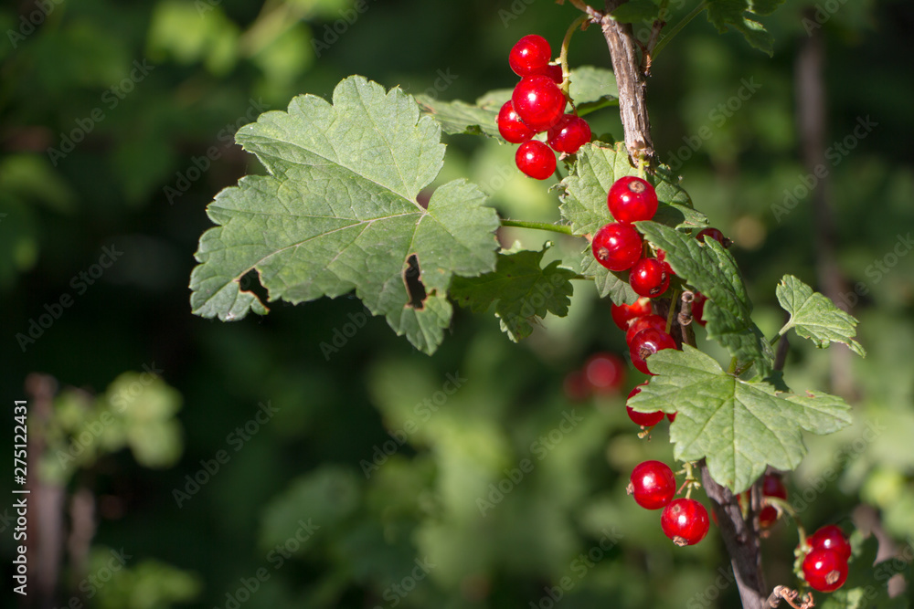 Obraz premium Closeup of redcurrant berries growing on a branch in the garden, selective focus