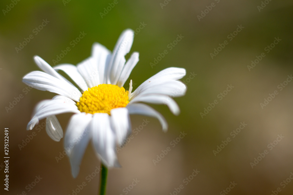 Extreme close-up of a daisy flower on a blurred forest background, selective focus Extreme close-up of a daisy flower on a blurred forest background, selective focus