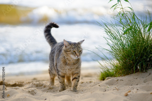 Photography Cat on the beach near the sea