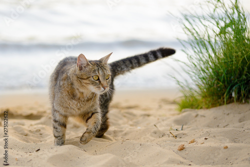 Cat on the beach near the sea