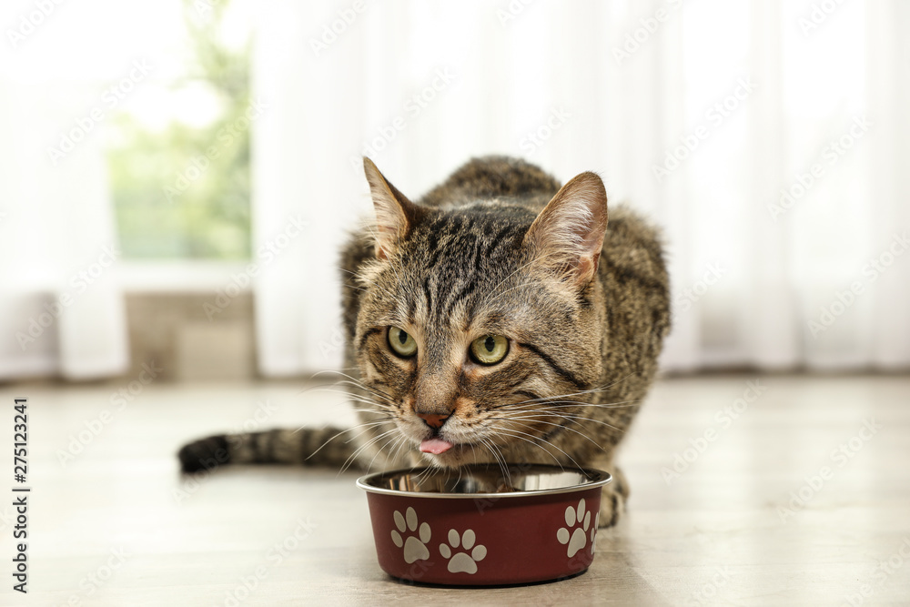 Obraz premium Cute tabby cat eating dry food on floor indoors. Friendly pet