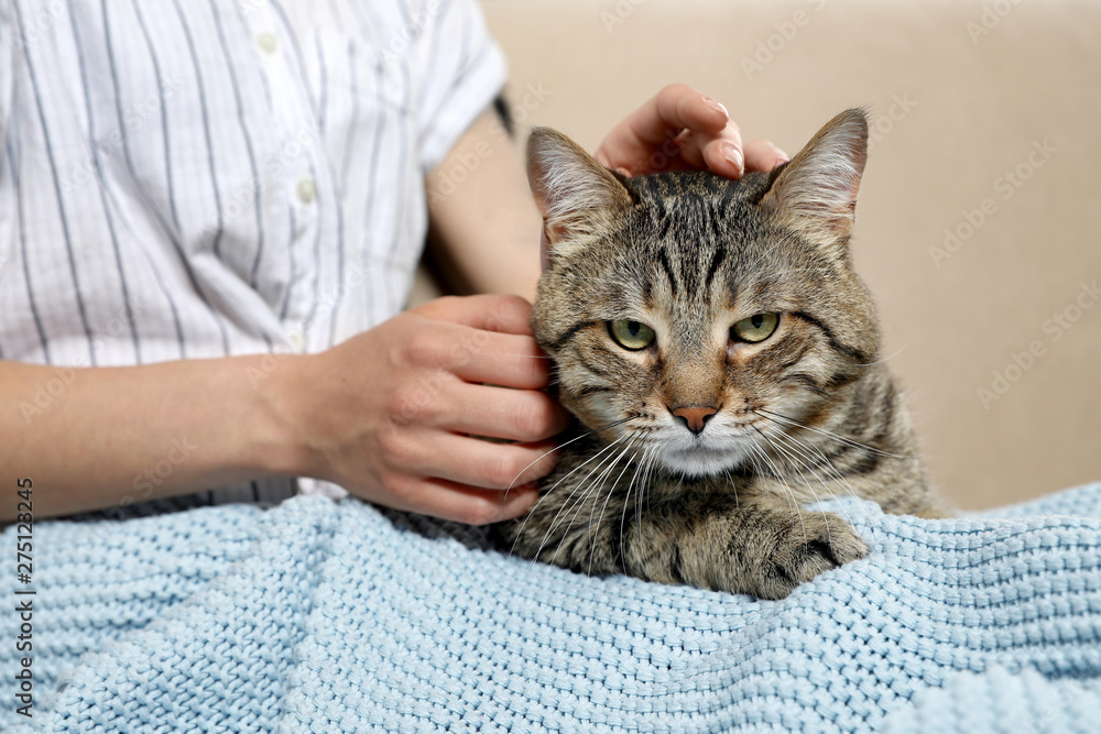Cute tabby cat with owner on sofa, closeup. Friendly pet - obrazy, fototapety, plakaty 