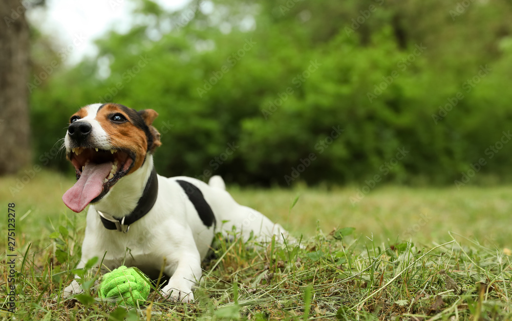 Adorable Jack Russell Terrier playing with dog toy in park