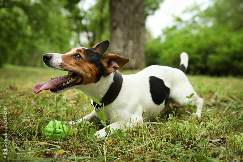 Adorable Jack Russell Terrier playing with dog toy in park