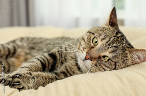 Cute tabby cat lying on pillow indoors. Friendly pet