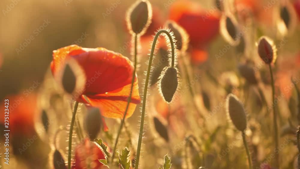 Crimson poppies blooming in a lovely area in Ukraine in the daytime in summer Crimson poppies blooming in a lovely area in Ukraine in the daytime in summer