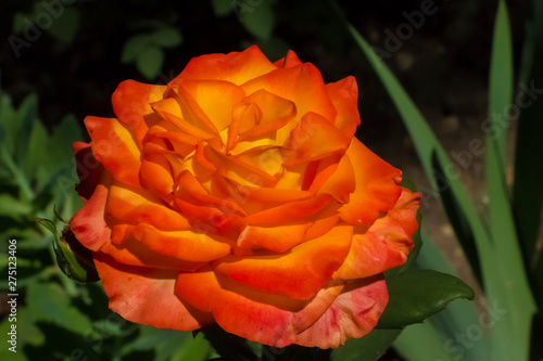 Blooming orange rose on a background of green garden.