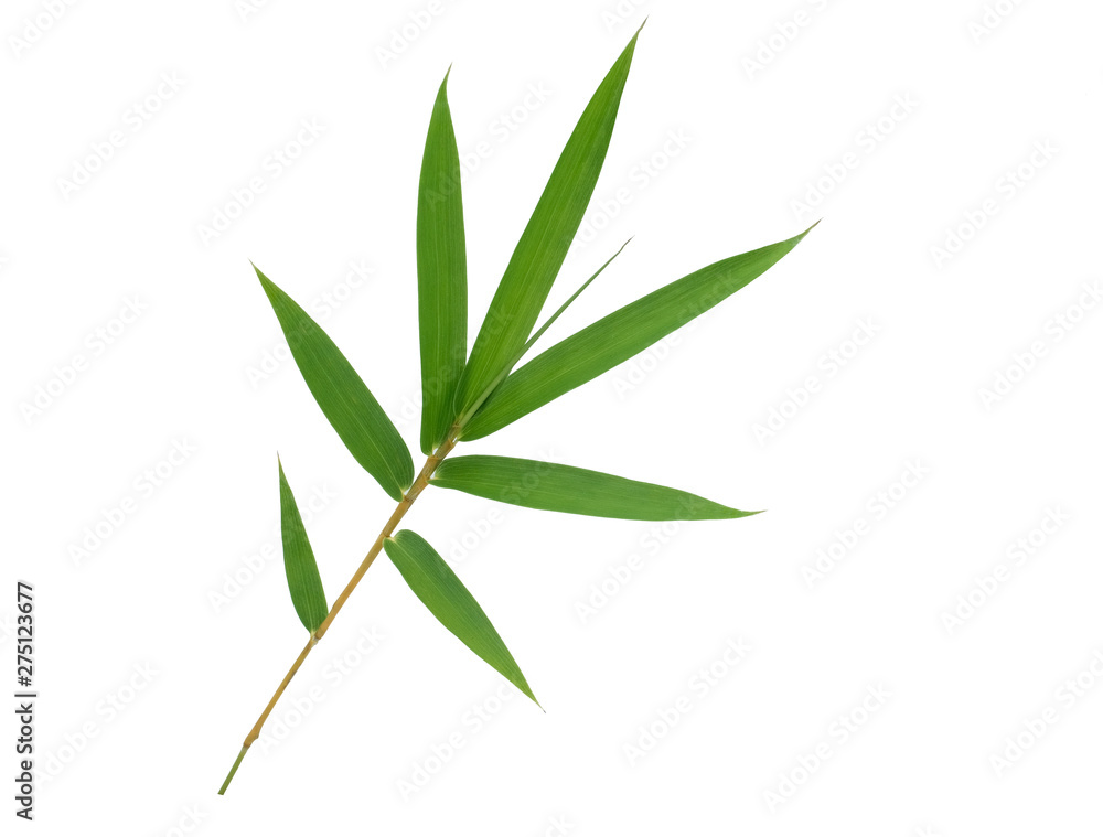 Bamboo leaf isolated on white background with clipping path, Bamboo leaf texture background, Chinese bamboo leaf, Green leaves