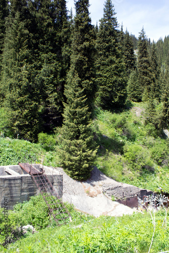 Mountain vegetation is striking in its diversity