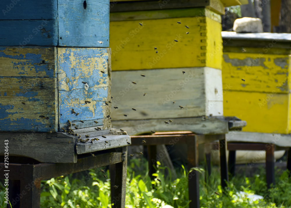 Bees fly to the hive. Beekeeping. A swarm of bees brings honey home. Apiary. Bees fly to the hive. Beekeeping. A swarm of bees brings honey home. Apiary.