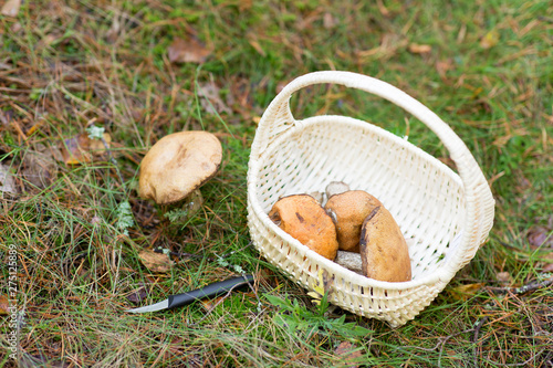 season  nature and leisure concept - wicker basket with brown cap boletus mushrooms and knife in autumn forest