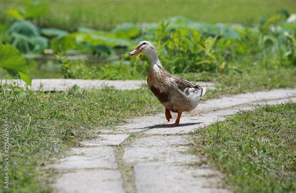 china duck running in rural china duck running in rural