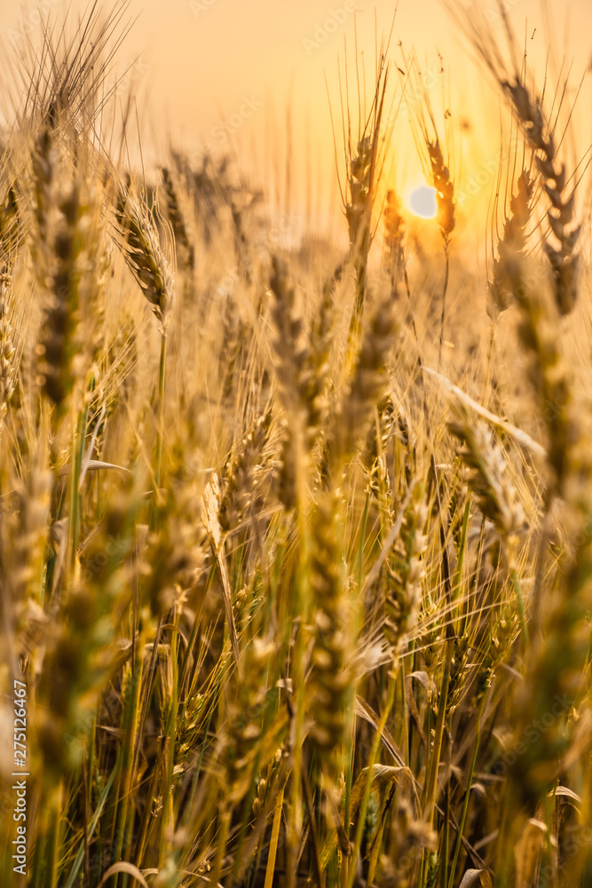 wheat field at sunset wheat field at sunset
