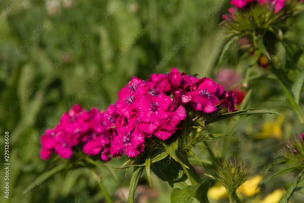 Beautiful flowers of Turkish carnation in the summer sunny garden Beautiful flowers of Turkish carnation in the summer sunny garden