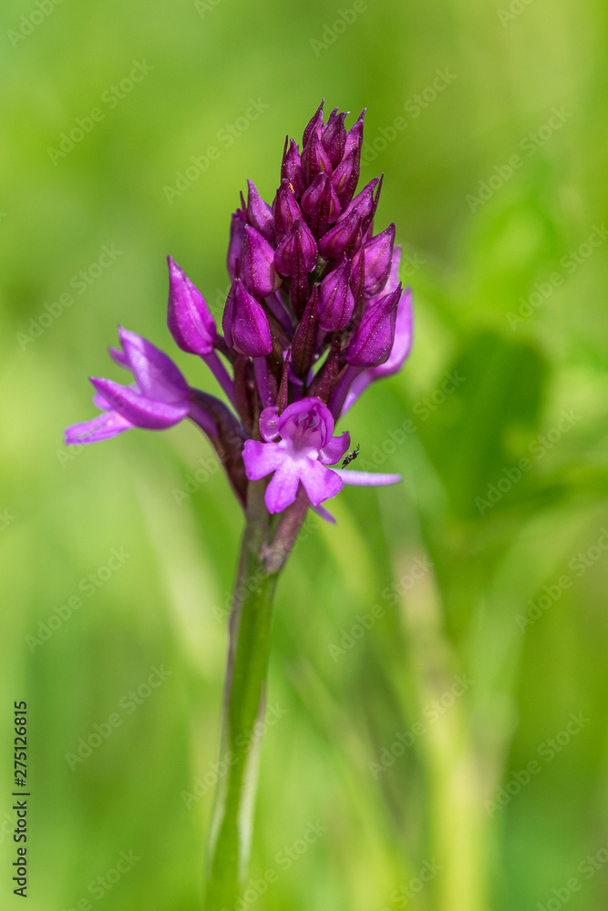 Wild Pyramidal orchid (Anacamptis pyramidalis) Wild Pyramidal orchid (Anacamptis pyramidalis)