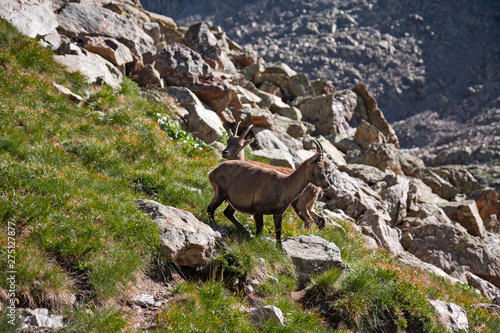 Young female ibex with cubs graze among the rocks in the alpine mountains.