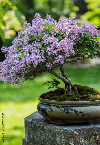 Miniature japanese bonsai tree isolated  in a small pot