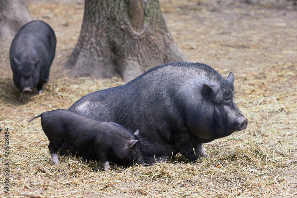 Vietnamese potbellied pigs pair sow and hog. Pair of pigs are taking a nap Vietnamese potbellied pigs pair sow and hog. Pair of pigs are taking a nap
