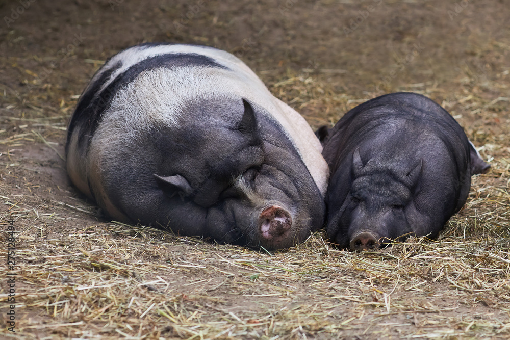 Vietnamese potbellied pigs pair sow and hog. Pair of pigs are taking a nap Vietnamese potbellied pigs pair sow and hog. Pair of pigs are taking a nap