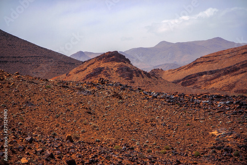 Camel in red sand dunes in Morocco desert 