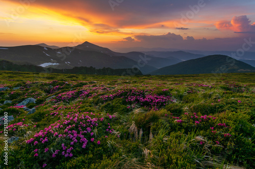 Fototapeta Naklejka Na Ścianę i Meble -  Wonderful views of the Carpathian mountains covered with rhododendron flowers on the background of a fantastic sky